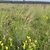 Clump of bluish grass with comb-like flower spikes on tall culms