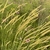 Closeup of comb-like flower spikes from a clump of grass