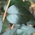 Leaf of Abelia x grandiflora 'Ruby Anniversary' in December