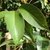 Lanceolate leaves on a shoot with prominent marginal vein.