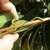 Hand cradling leafy branch showing leaves and lenticels