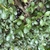 Leaves and berries in November in Durham, North Carolina
