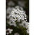 Viburnum obovatum 'Raulston Hardy'