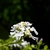 Flower clusters