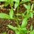 Green Leaves and stem