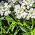 Iberis sempervirens 'Snow Cone'