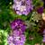 Iberis umbellata