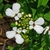 Close up of flowers showing uneven petal size.