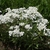 Form of the plant in bloom