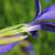 Side of flower