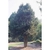 Ilex x 'Nellie R. Stevens'