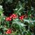 Ilex aquifolium