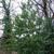 Ilex aquifolium