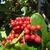 Ilex cassine