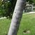 Ilex cassine
