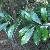 Ilex cassine
