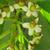Ilex cassine