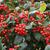 Ilex x 'Nellie R. Stevens'
