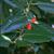 Ilex x 'Nellie R. Stevens'