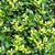 Ilex crenata