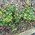 Ilex crenata 'Convexa'