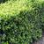 Ilex crenata 'Helleri'