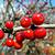 Ilex decidua
