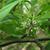 Ilex decidua