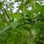 Ilex decidua