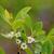 Ilex glabra Flowers