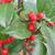 Ilex verticillata 