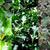 Ilex x meserveae
