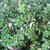 Ilex Cornuta 'Rotunda'