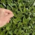 close-up on shiny, spiny leaves. A hand provides scale.