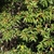 Ilex pedunculosa