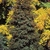 Pyramidal tree with red fruits.
