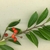 branch with spiny green leaves and small red berries.