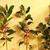 Ilex X attenuata 'Foster No 2