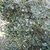 Form
