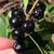 Fruit