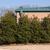 Ilex cornuta 'Burfordii'