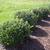 Hedge