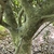 Ilex cornuta 'Crimson Fire'
