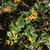 Holly branches with yellow fruits.