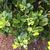 new green berries and leaves, spring, Durham County, NC