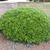Ilex cornuta Rotunda