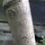 Bark