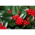 Ilex Cornuta