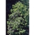 Ilex Cornuta