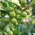 Unripe fruits